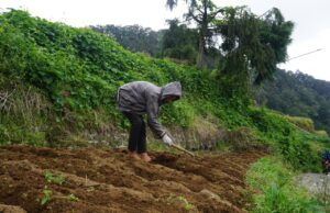 Jalan Sudah di Cor Beton Warga Gerlang Jadi Rajin ke Ladang